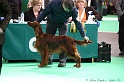 Crufts2011 500